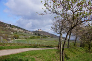 Ferienwohnungen Schimpf St. Martin, südliche Weinstraße/Pfalz, Frühling bei Sankt Martin und dem Hambacher Schloss