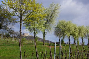 Ferienwohnungen Schimpf St. Martin, südliche Weinstraße/Pfalz, Frühling bei Sankt Martin und dem Hambacher Schloss