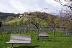 Ferienwohnungen Schimpf St. Martin, südliche Weinstraße/Pfalz, Frühling unterhalb der Kropsburg